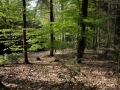 Waldboden